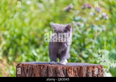 Niedliche Kätzchen warten auf die Katze. Lustige Haustiere. Nahaufnahme des Haustieres. Kätzchen im Alter von zwei Monaten im Freien, in der Natur Stockfoto