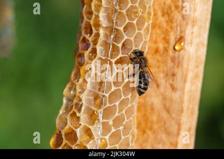 Biene auf der Wabe, Makrofoto. Bienen produzieren frischen, gesunden Honig. Bienenzuchtkonzept Stockfoto