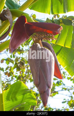 Bananenblüte oder Jantung pisang oder Musa paradisiaca auf Baum Stockfoto