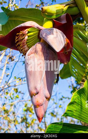 Bananenblüte oder Jantung pisang oder Musa paradisiaca auf Baum Stockfoto