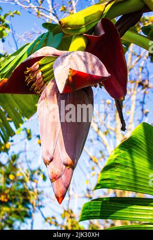 Bananenblüte oder Jantung pisang oder Musa paradisiaca auf Baum Stockfoto