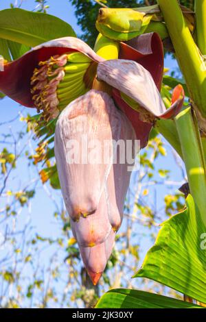 Bananenblüte oder Jantung pisang oder Musa paradisiaca auf Baum Stockfoto