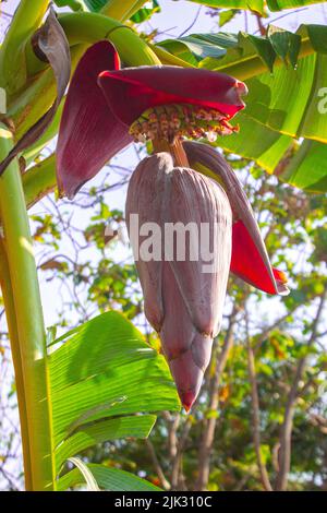 Bananenblüte oder Jantung pisang oder Musa paradisiaca auf Baum Stockfoto