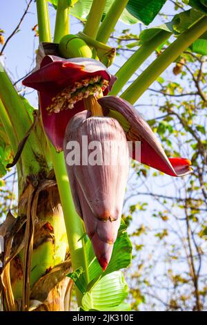 Bananenblüte oder Jantung pisang oder Musa paradisiaca auf Baum Stockfoto