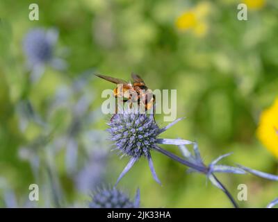 Volucella zonaria Hornet Hoverfly Fütterung auf See Stechpalme Ende Juli Stockfoto