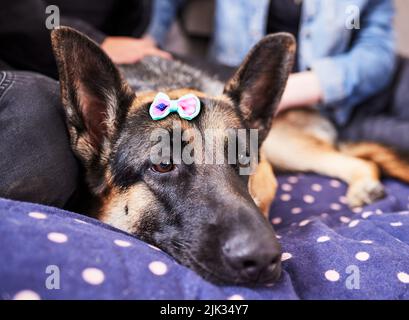 Hunde haben Modetrends, um mit zu halten. Ein entzückender Deutscher Schäferhund liegt auf seinem Bett während eines Tages zu Hause mit seinen Besitzern. Stockfoto