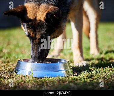 Eine gesunde Ernährung baut einen stärkeren Hund. Ein entzückender Deutscher Schäferhund steht und isst seine Nahrung aus seiner Schüssel draußen. Stockfoto