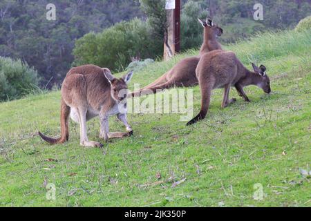 Ein Känguru, das im Cleland National Park in Südaustralien auf einem Pilz kauen Stockfoto