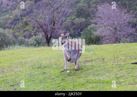 Ein Känguru, das im Cleland National Park in Südaustralien auf einem Pilz kauen Stockfoto