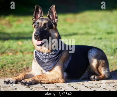 Ein Pfandtag im Park. Ein entzückender deutscher Schäferhund sitzt in einem Garten. Stockfoto