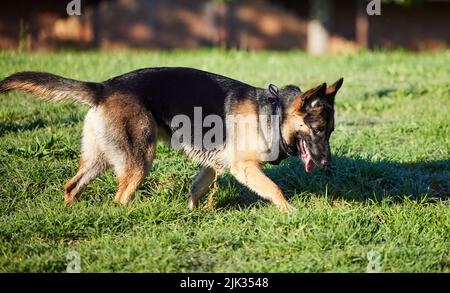 Ein entzückender deutscher Schäferhund, der einen Garten erkundet. Stockfoto