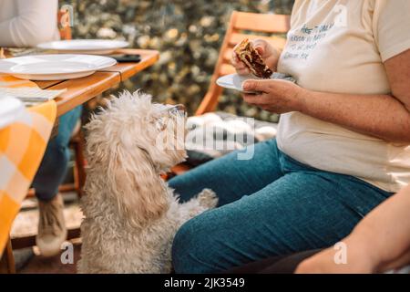 Kleiner weißer bichon-Friesenhund steht auf und will den Kuchen im Straßencafe essen Stockfoto