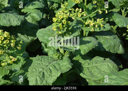 Tabakanbau. Eine Nahaufnahme einer Tabakpflanze, Nicotiana rustica, Azteken-Tabak oder starkem Tabak, der mit gelben winzigen Blüten blüht. Stockfoto