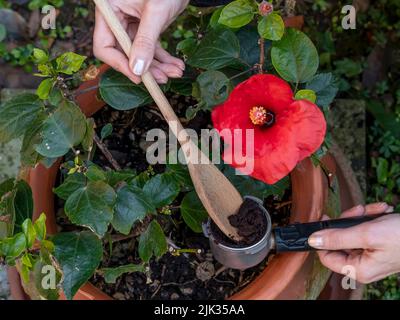 Nahaufnahme der Hände einer Frau, die Kaffeesatz recycelt, um eine rote Hibiskuspflanze zu düngen Stockfoto