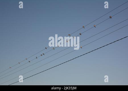 Ländliche Landschaft. Viele Schwalben in der Scheune, Hirundo rustica-Vögel sitzen auf elektrischen Drähten, bereit, gegen den blauen Himmel zu wandern. Stockfoto