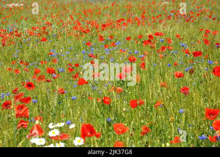 Ein blühender Feldhintergrund. Das Feld voller schöner roter papaver-Rhoeas, Maismohnblumen, himmelblauen Kornblumen und weißen Kamillenblüten. Stockfoto