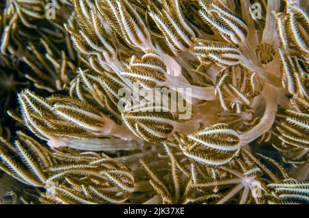 Blume Weichkorallen, Xenia sp., Xeniidae, Anilao, Batangas, Philippinen, Indo-pazifischer Ozean, Asien Stockfoto