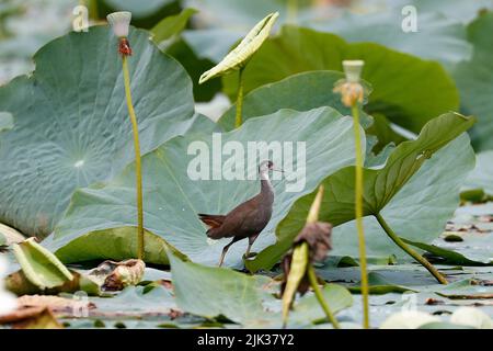 Kathmandu, NE, Nepal. 30.. Juli 2022. Der Weißbrustwasserhuhn ist am 30. Juli 2022 an einem Teich des Distrikts Lalipur in Kathmandu, Nepal, abgebildet. (Bild: © Aryan Dhimal/ZUMA Press Wire) Bild: ZUMA Press, Inc./Alamy Live News Stockfoto