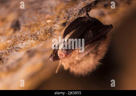 In der Nähe Bild von kleinen Braunes Langohr Plecotus auritus kopfüber in der dunklen Höhle, die an ähnlichen grauen Plecotus austriacus. Wild ani Stockfoto