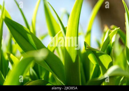 Grünes Gras lässt Nahaufnahme, niedrige Perspektive, Frühlingsansicht Stockfoto