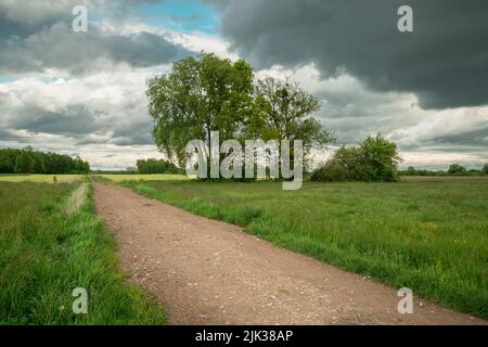 Unbefestigte Straße zwischen Wiesen mit Bäumen und bewölktem Himmel Stockfoto