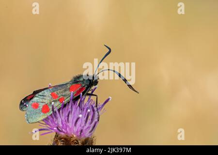 Sechs Spots Burnett Moth auf einem Knackkraut auf dem Old Cemetery von Southampton Stockfoto