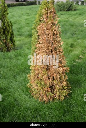 Arborvitae, Thuja-Pflege und Behandlung von Krankheiten. Immergrne  Arborvitae, Thuja-Baum wird braun, stirbt Stockfotografie - Alamy