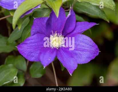 Eine Nahaufnahme einer wunderschönen, tiefvioletten Clematis-Blume Stockfoto