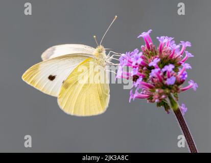 Nahaufnahme eines weiblichen kleinen weißen Schmetterlings (Pieris rapae), der von einer Verbena-Blume ernährt wird Stockfoto