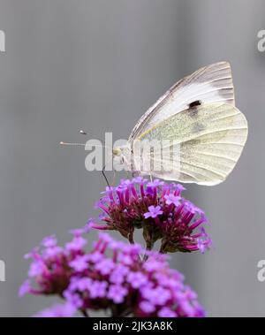 Ein weiblicher großer weißer Schmetterling (Pieris brassicae), der von einer Verbena-Blume ernährt wird Stockfoto