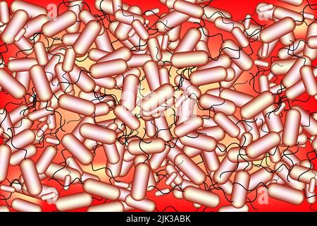 bacillus-Bakterien im menschlichen Darm Stockfoto
