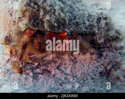 Eine Einsiedlerkrabbe (Dardanus sp.) in Cozumel. Mexiko Stockfoto