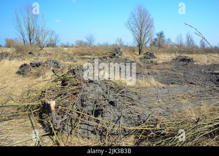Dürre und Landwirtschaft. Gerodet, geschnitten und gerodet Bäume, Sträucher und Stümpfe mit einem Bulldozer, Crawler auf einem trockenen Sumpf, um kultivierte Feldfläche zu erhöhen. Stockfoto