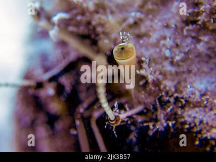 Eine Einsiedlerkrabbe (Dardanus sp.) in Cozumel. Mexiko Stockfoto