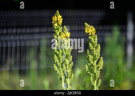 Leuchtend gelbe Blüten der Verbascum densiflorum Pflanze, allgemein bekannt als dicht blühende Königskerze, in einem sonnigen Sommergarten, schöner Blumenrücken im Freien Stockfoto