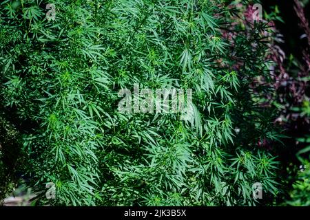 Nahaufnahme von frischen grünen Blättern von Artemisia absinthium, bekannt als großer Wermut oder Absinth, in einem Garten an einem sonnigen Frühlingstag, Hintergrundphotographe Stockfoto