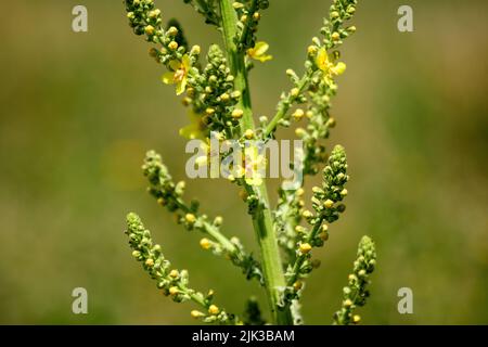 Leuchtend gelbe Blüten der Verbascum densiflorum Pflanze, allgemein bekannt als dicht blühende Königskerze, in einem sonnigen Sommergarten, schöner Blumenrücken im Freien Stockfoto