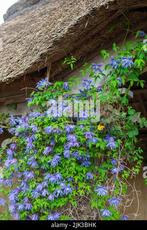 Das charmante, strohgedeckte Sommerhaus im Potager and Cottage Garden, RHS Rosemoor, Devon, Großbritannien, mit Clematis alpina 'Frances Rivis', die blüht Stockfoto