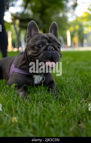 französische Bulldogge, die sich im Gras im Park versteckt, streckt seine Zunge aus und starrt aufmerksam voran Stockfoto