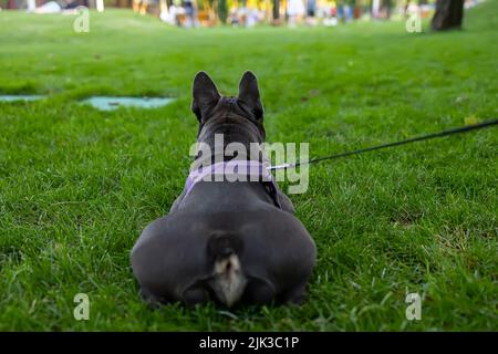 Die Rückseite einer französischen Bulldogge, die auf dem Rasen im Park liegt Stockfoto