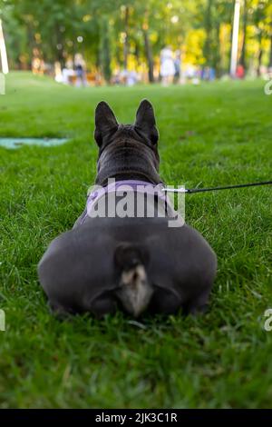 Die Rückseite einer französischen Bulldogge, die auf dem Rasen im Park liegt Stockfoto