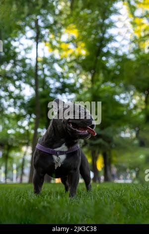 Die französische Bulldogge steht im Park und schaut weg, der Hund streckte seine Zunge vor Durst Stockfoto