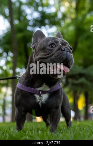 Die französische Bulldogge steht im Park und schaut weg, der Hund streckte seine Zunge vor Durst Stockfoto