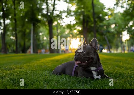 Die reinrassige französische Bulldogge liegt im Park unter den Strahlen der Sonne, die Hunde trainiert Stockfoto