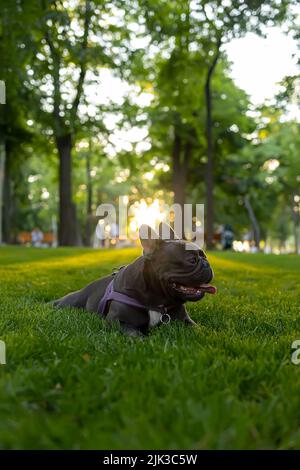 Die reinrassige französische Bulldogge liegt im Park unter den Strahlen der Sonne, die Hunde trainiert Stockfoto