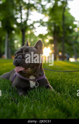 Die reinrassige französische Bulldogge liegt im Park unter den Strahlen der Sonne, die Hunde trainiert Stockfoto