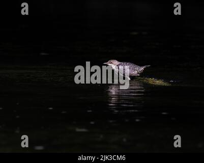 Dipper-Vogel, der auf dem Fluss Teifi in Wales füttert Stockfoto