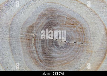 Baumknoten auf Plank Textur Nahaufnahme. Makrofotografie. Stockfoto