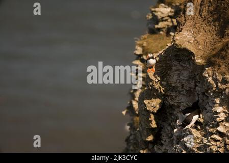 Ein Atlantic Puffin saß auf einer Klippe bei RSPB Bempton Cliffs, Yorkshire, Großbritannien. Stockfoto