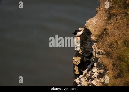 Ein Atlantic Puffin saß auf einer Klippe bei RSPB Bempton Cliffs, Yorkshire, Großbritannien. Stockfoto